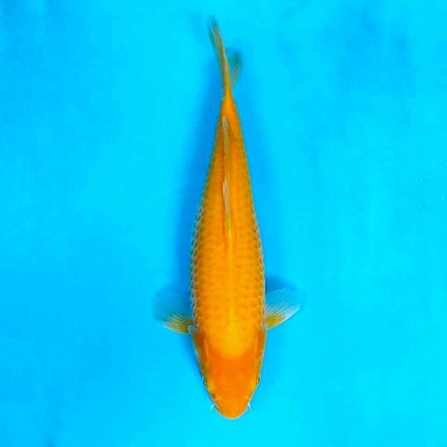43cm , Mata Merah Karashi Jumbo
