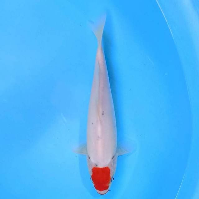 Tancho Sanke 24 cm