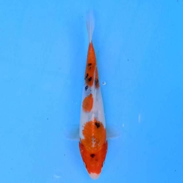 Sanke 21 cm