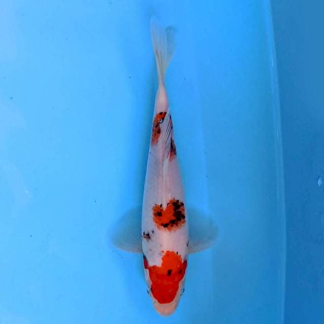 Showa 20 cm