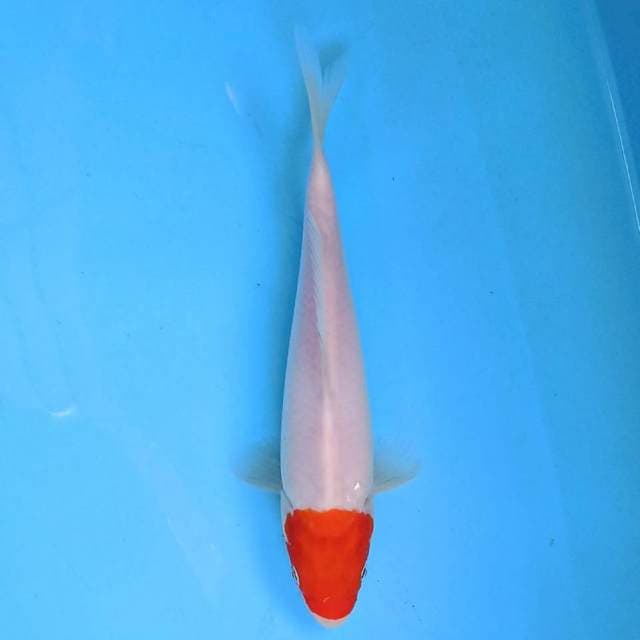 Tancho 21 cm