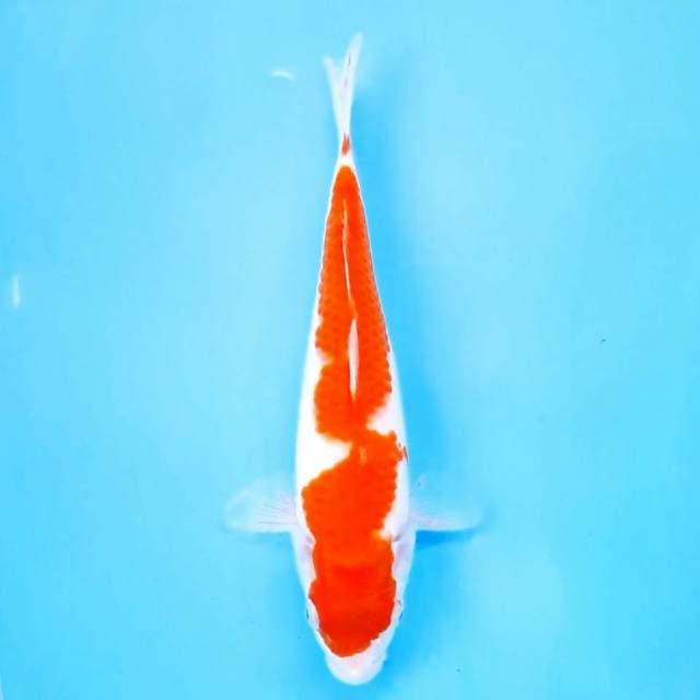 Kohaku 24 cm