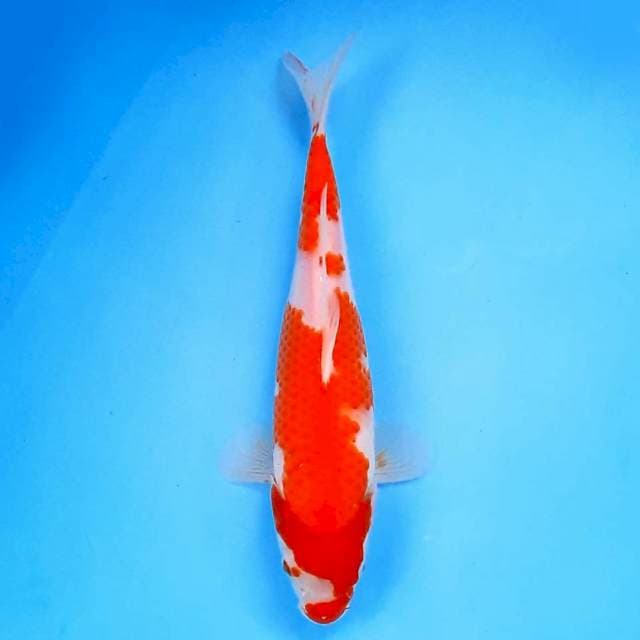 Kohaku 24 cm