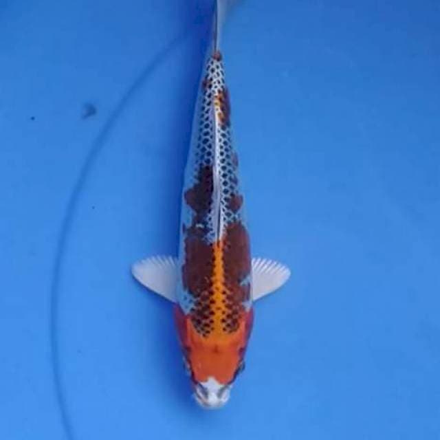 Kujaku 21 cm