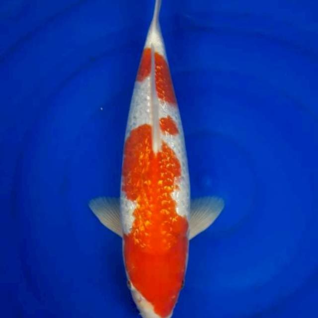 Kohaku ginrin 36cm