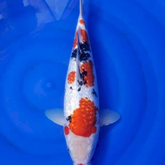 Sanke ginrin 36cm