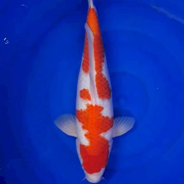 Kohaku jantan 40cm