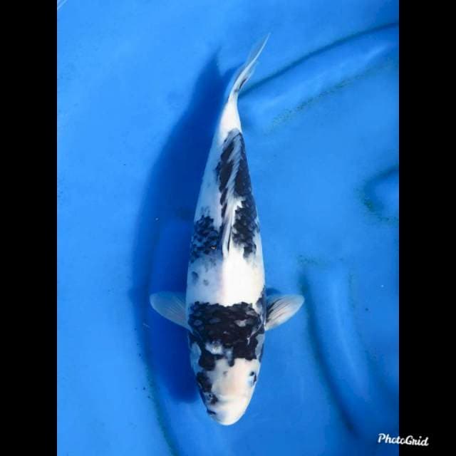 JT Shiro Putih Salju , 35cm