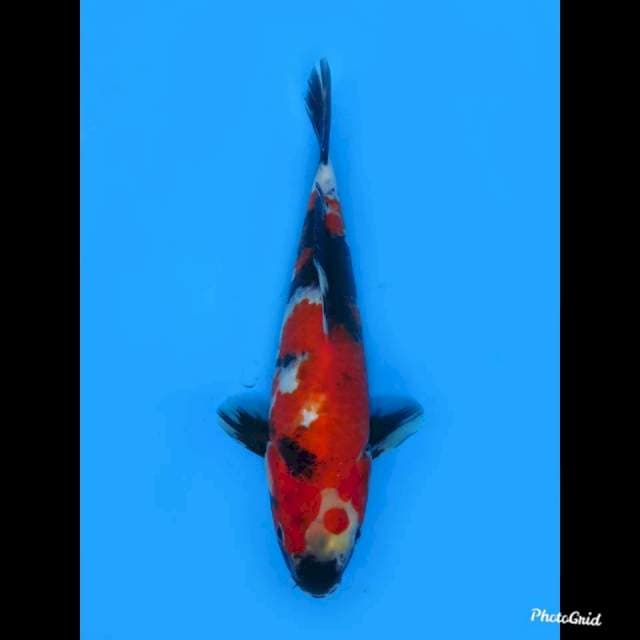 Red Showa , 22cm