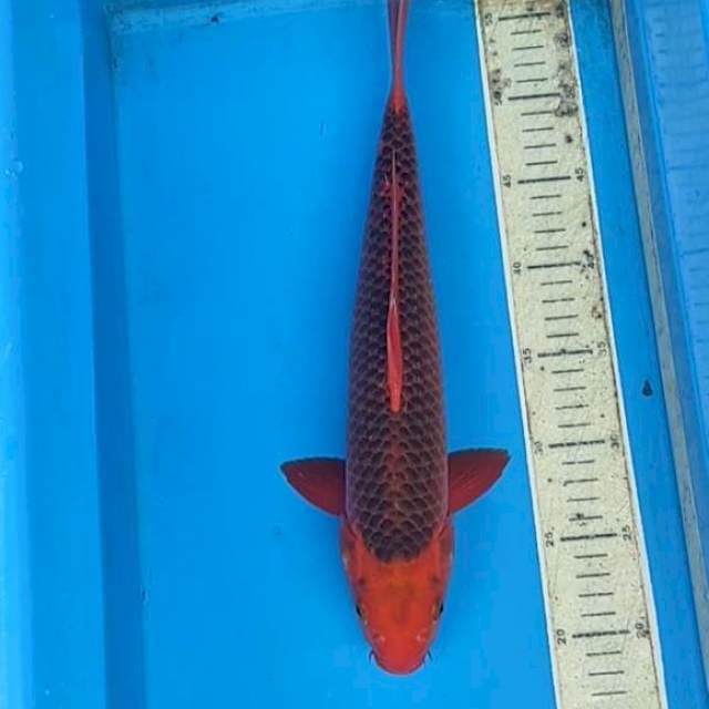 Akamstsuba 38cm
