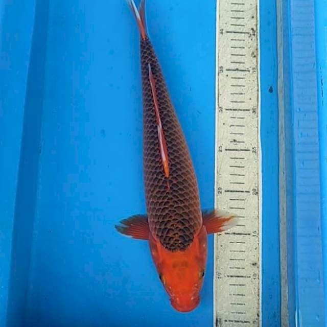 Akamstsuba 40cm