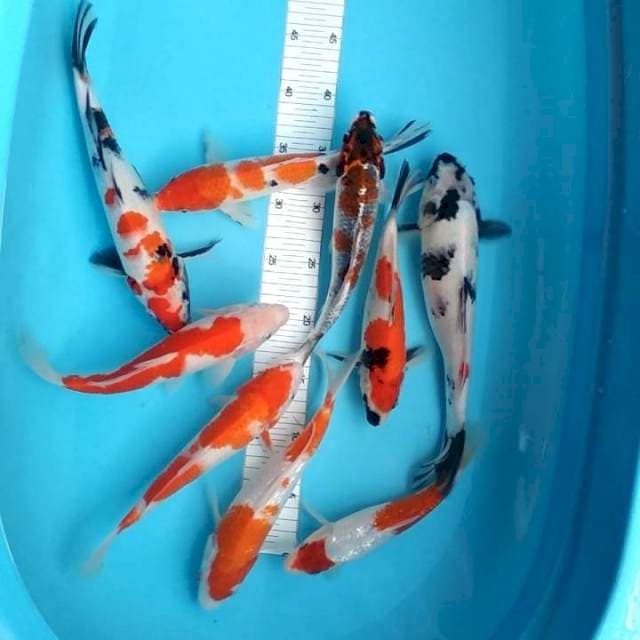 9 ekor 22-31cm
