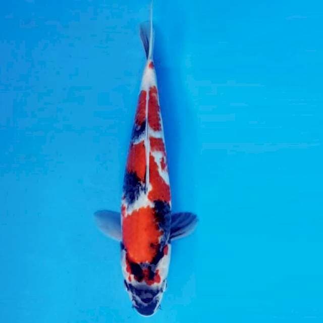 SABURO 5 - Showa Evolution ®