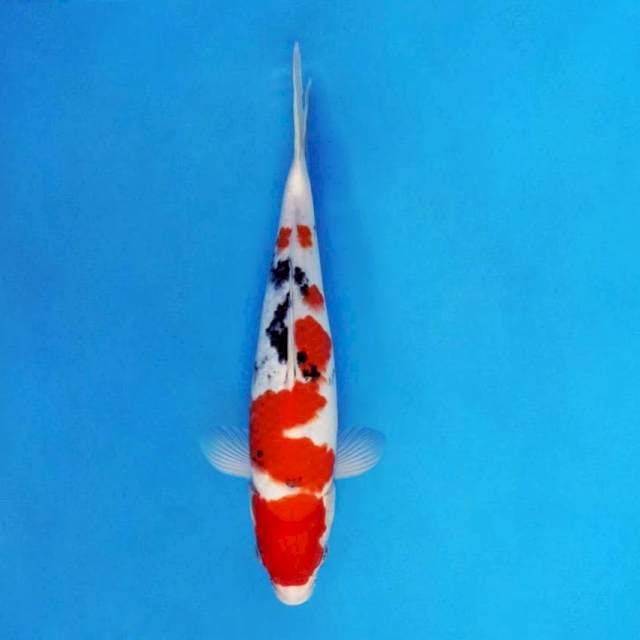 DOJO 8 - Taisho Sanke ®