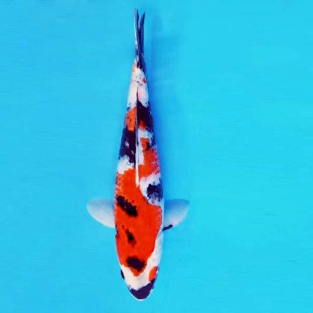 TORA 12 - Showa Sansoku ®
