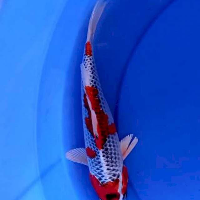 Red strong 25 cm