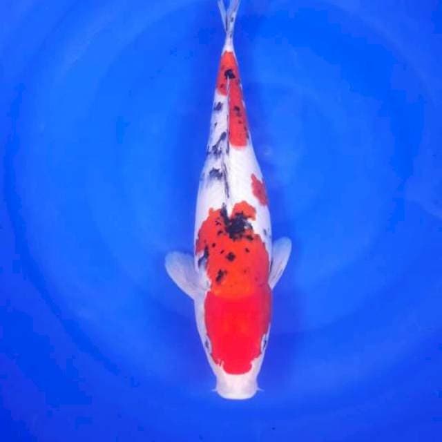 Tiasho Sanshoku betina 30cm