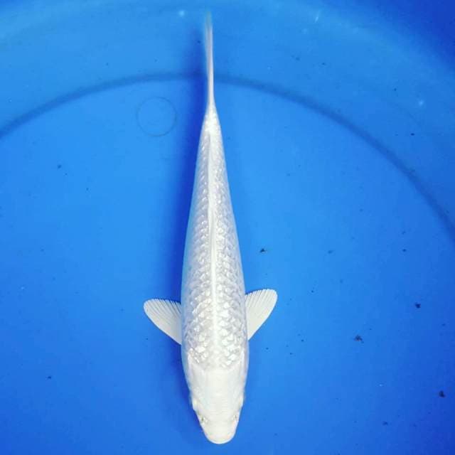 PLATINUM GINRIN CLEAN