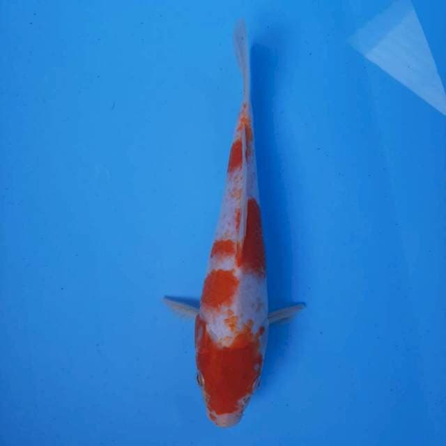 Kohaku 25 cm female