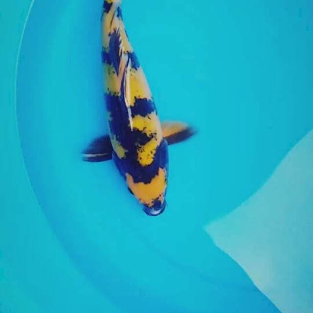Utsuri 28cm