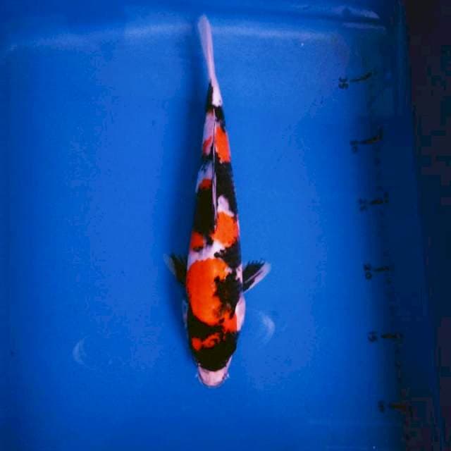 Showa mantab 26cm