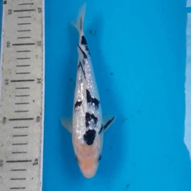 Bekko Ginrin 22 cm