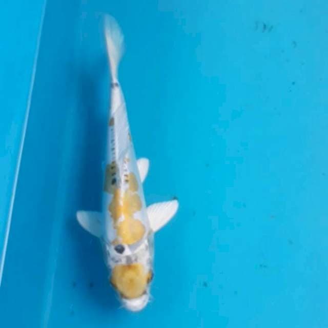 Kiko 22 cm