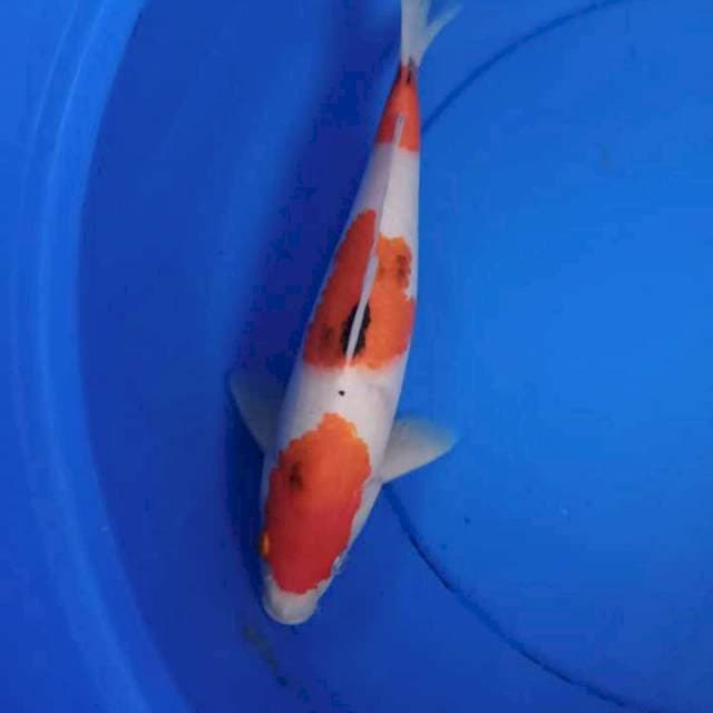 Sanke 37 cm