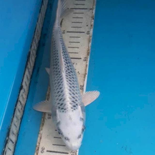 Gin Matsuba 25 cm Male
