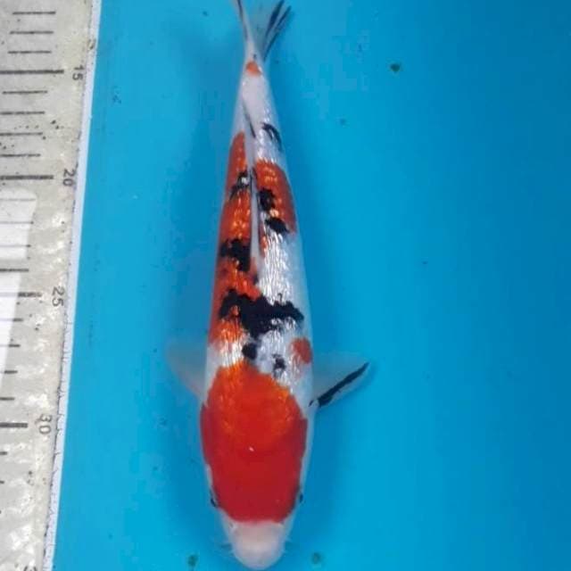 Sanke Ginrin 25 cm