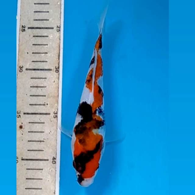 Showa, 20 cm