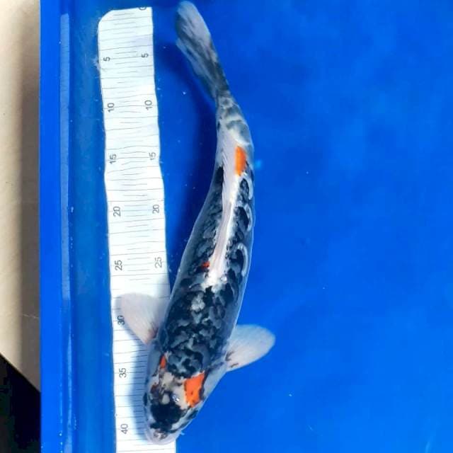 Antik an male 39cm