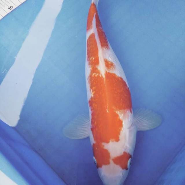 Kohaku ginrin antique