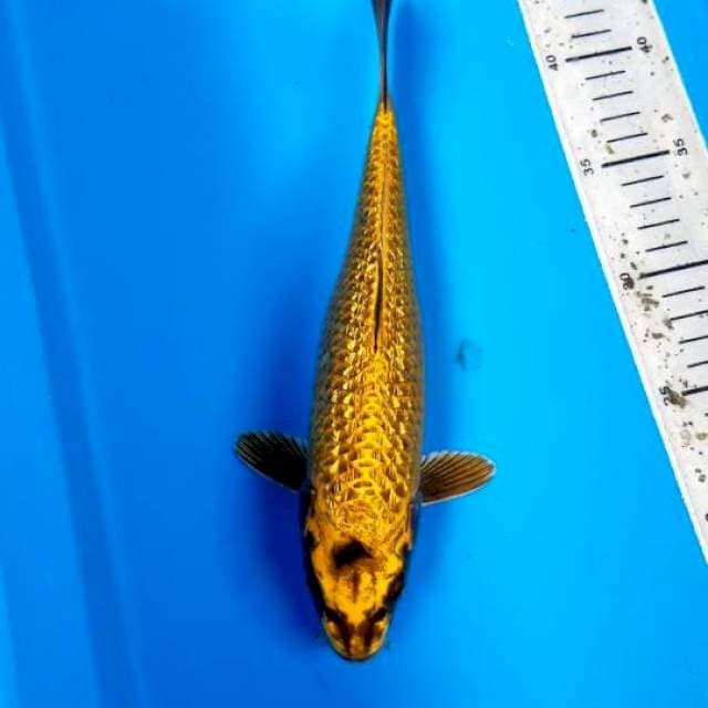MUKASHI GINRIN 27 CM