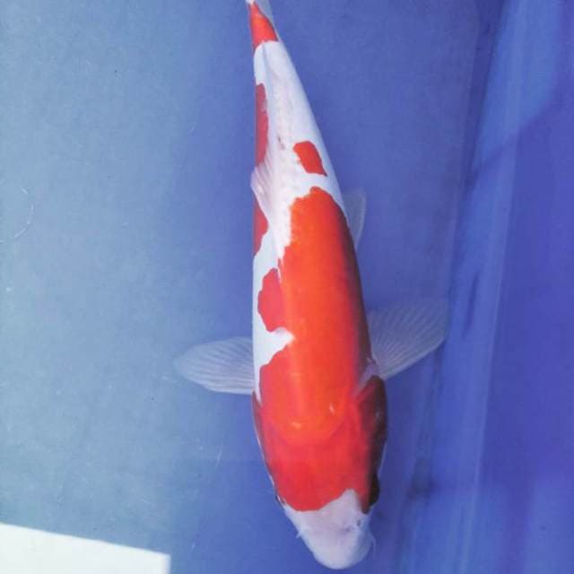 Kohaku doitsu cabe