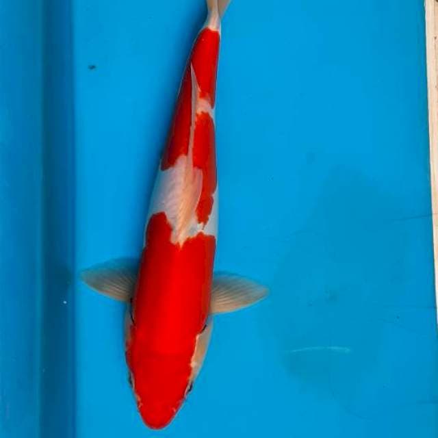 Kuhaku doit 28cm