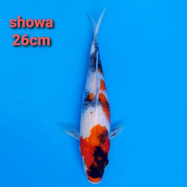 showa sanshoku 26cm