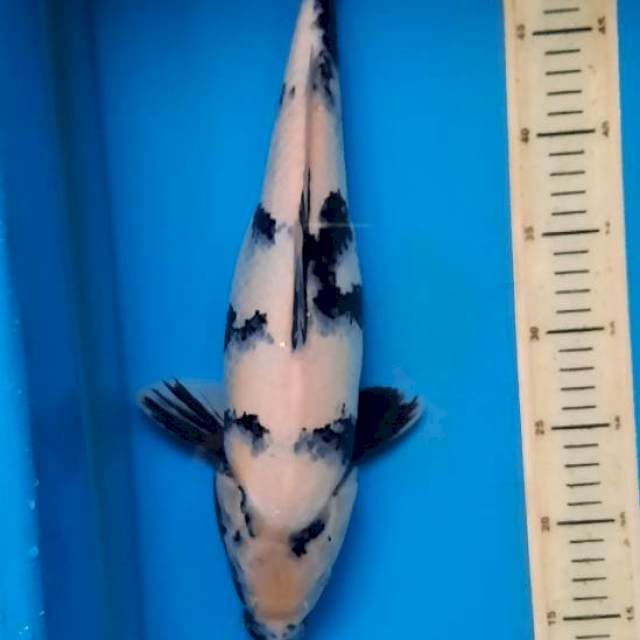 Shiro 40cm
