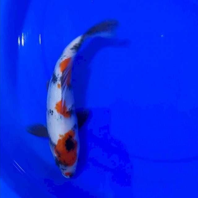 KINDAI SHOWA KUCIBENI 28CM