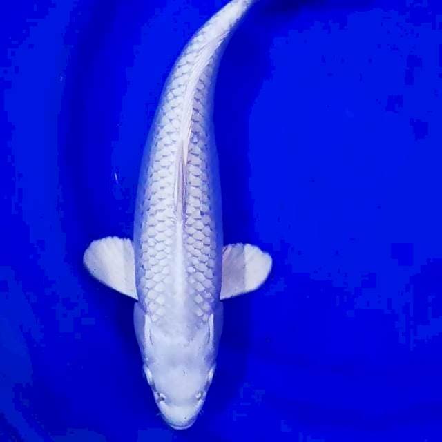 Platinum Super White 38cm Ring Mantabbb..👍🏻