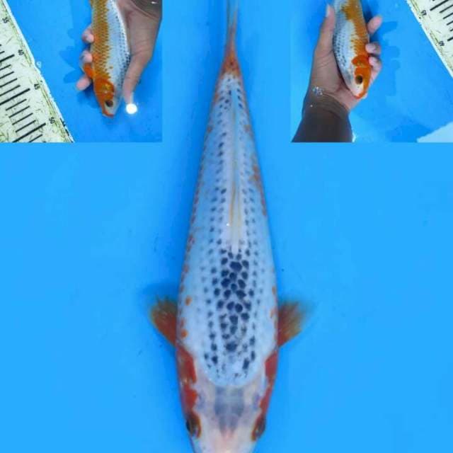 Asagi 20 cm