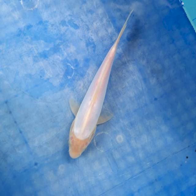Doitsu shiromuji 21cm