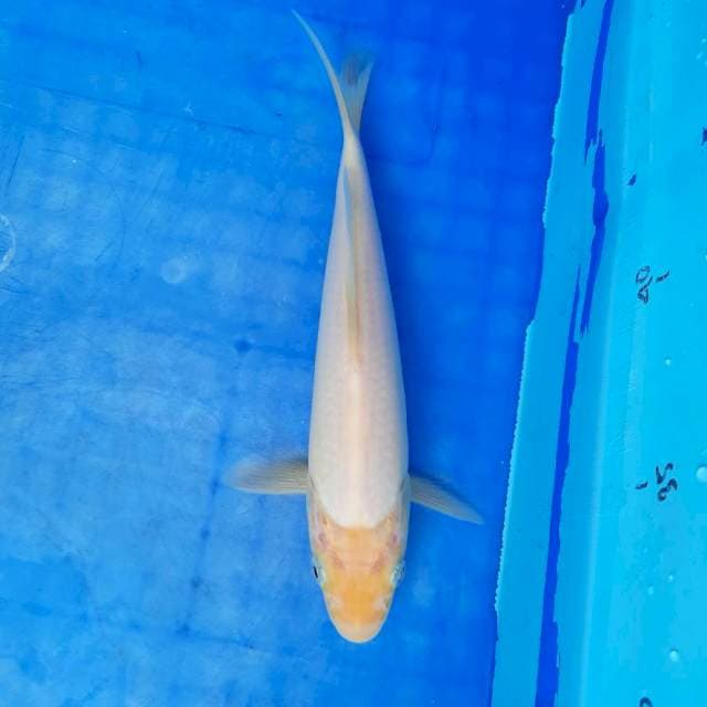 SHIROMUJI. 21CM