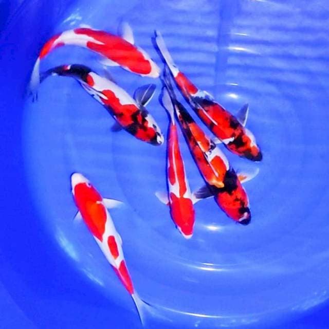 Paket Kohaku & Showa Doitsu 28-32cm