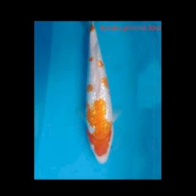 Kohaku ghinrin ciamik