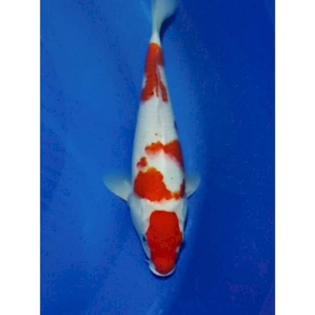 Original Maruten Sanke 35cm (M)
