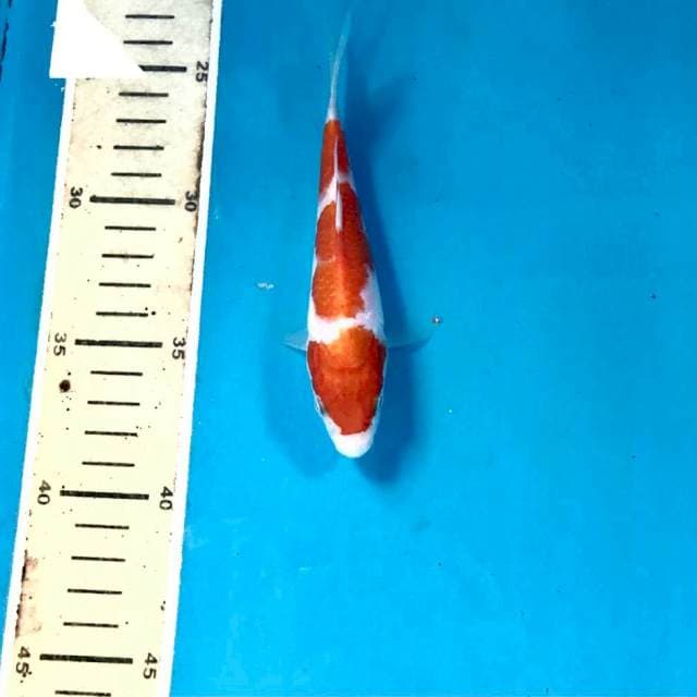 Kohaku, 15 cm