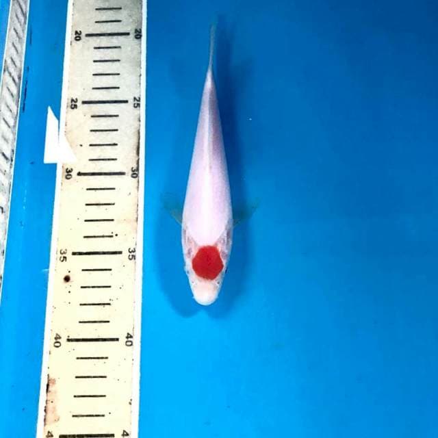 Tancho Kohaku, 17 cm
