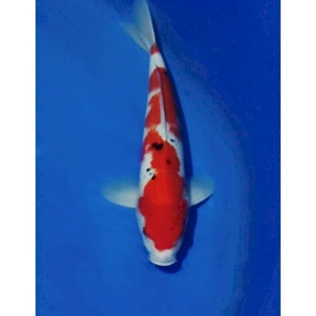 Inazuma Sanke Original Patern 34cm (M)