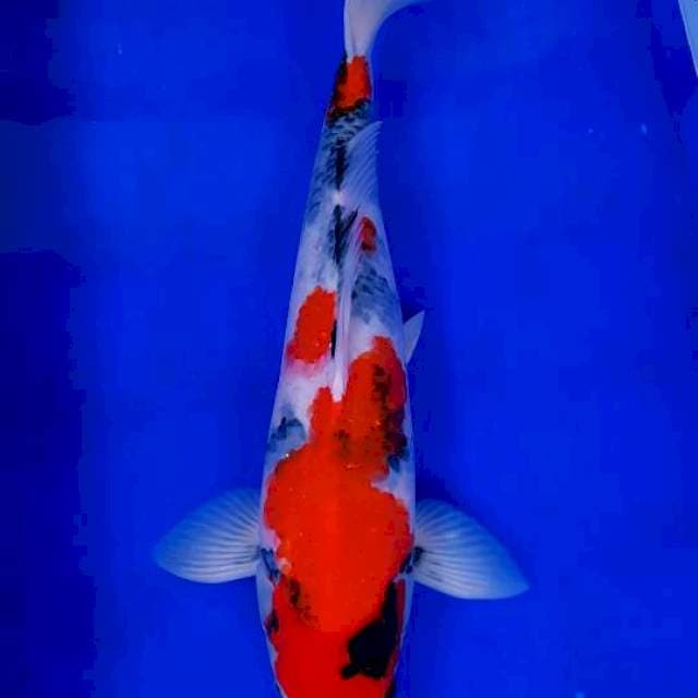 Showa Shanksoku 45cm Female